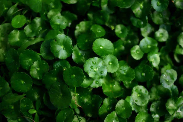 Centella Asiatica Triterpenoidleri